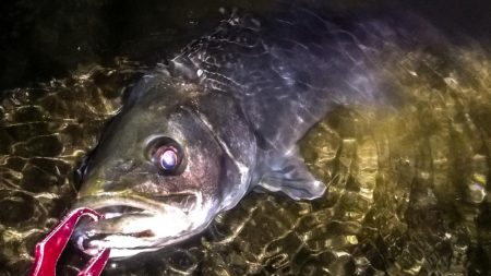 甲子園浜　ナイト