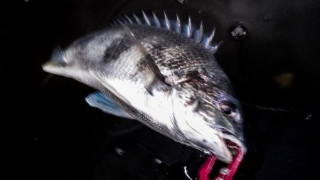 甲子園浜　６５ｃｍ　マルチ