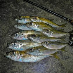 サイズは伸びず