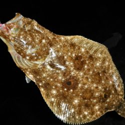 良い引きでした