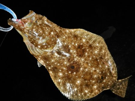 良い引きでした