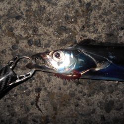 タチウオにビビってんのか？。