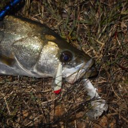 少ないライズの中でのヒット。