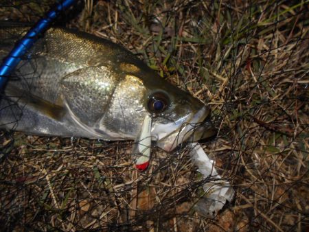 少ないライズの中でのヒット。