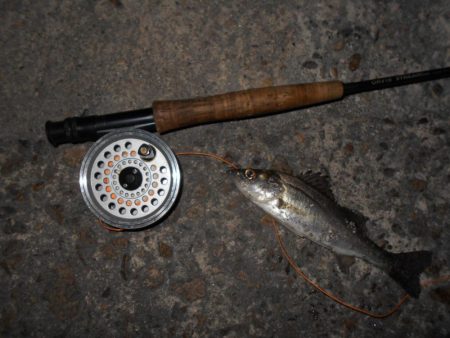 番外編？？？ フライでシーバスを狙ってみる…