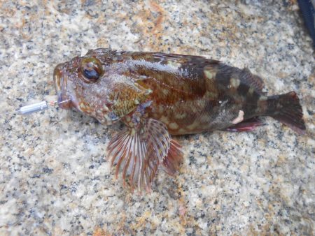 初のワームで挑戦した結果