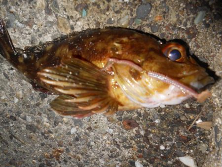 グレの引きは楽しい