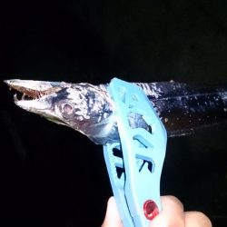 タチウオ終盤戦