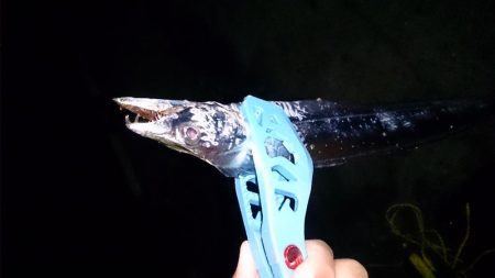 タチウオ終盤戦