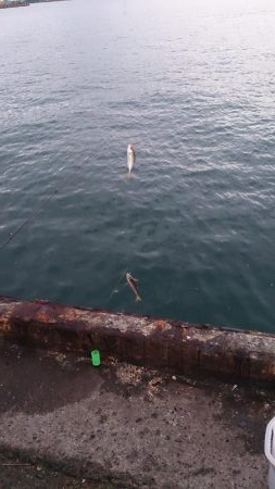 アジフライが食べたいね