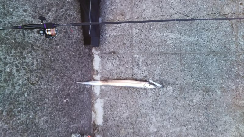 タチウオ＆アジほか