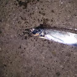 あんたも好きねぇ