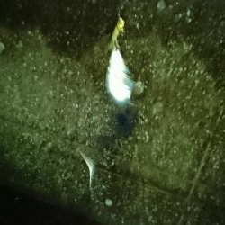 タチウオからの青物!!