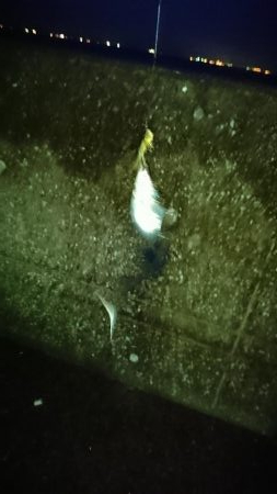 タチウオからの青物!!