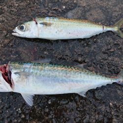 ショアジギングの聖地