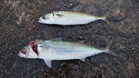 ショアジギングの聖地
