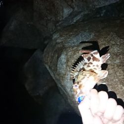 久しぶりの投稿