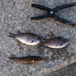 ルアーを忘れてサビキでアナハゼとスズメダイ