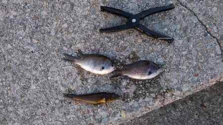 ルアーを忘れてサビキでアナハゼとスズメダイ