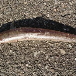 エギング～のエソニング