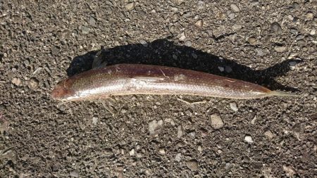 エギング～のエソニング