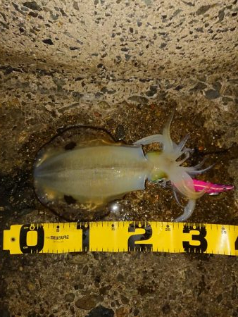 もう終わりかな…