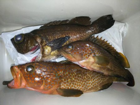 アコウ31センチ、メバル25センチ