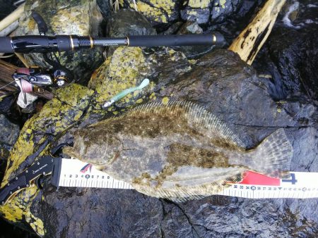 ヒラメ42ヒラメ35スズキ60