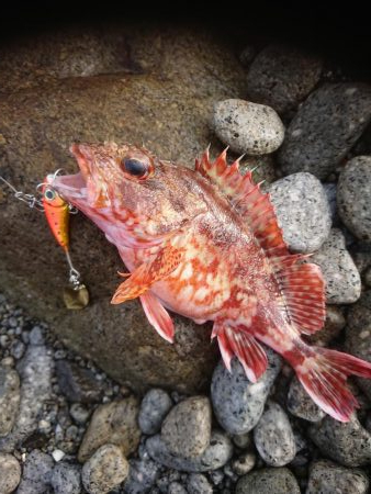 シーバース&ロックフィッシュ