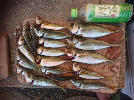 アジング  エギング  キス釣り メジナ釣…