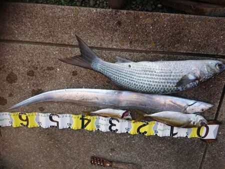 アジング&エギング&グレ釣…