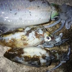 朝マズメのリベンジ