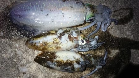 朝マズメのリベンジ