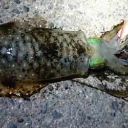 釣り仲間とナイトエギング