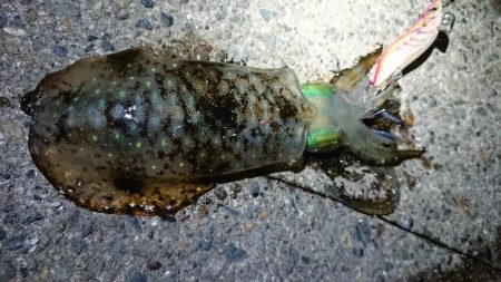 釣り仲間とナイトエギング