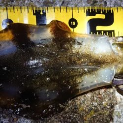 仕事終わりにちょこっと