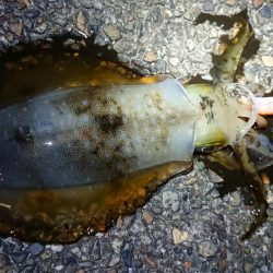 仕事終わりエギング