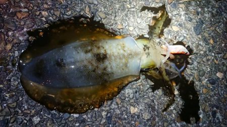 仕事終わりエギング