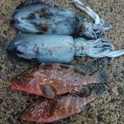 朝マズメエギング