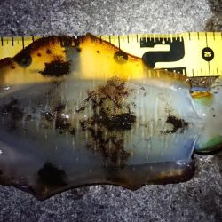 朝マズメエギング