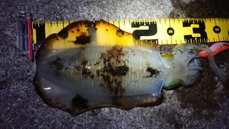 朝マズメエギング