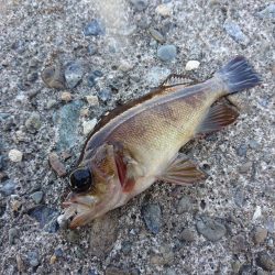 デイライトゲーム