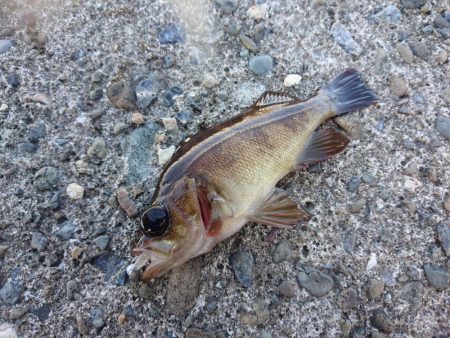 デイライトゲーム