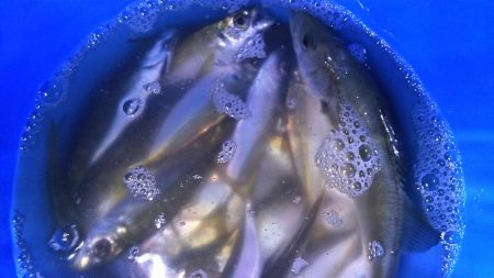 サビキでアジ釣り