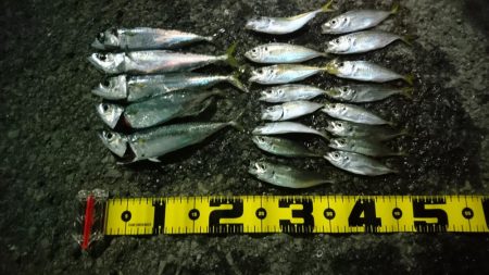 アジング＆サバゲー