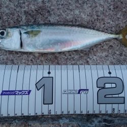 サバ、アジ、セイゴ、メバル、サヨリ