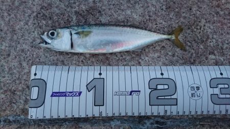 サバ、アジ、セイゴ、メバル、サヨリ