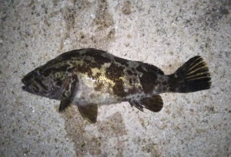 ゴロタで根魚狙い