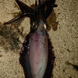 約１ヵ月ぶりに❗