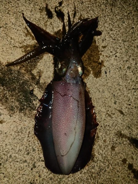 約１ヵ月ぶりに❗